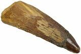 Fossil Spinosaurus Tooth - Real Dinosaur Tooth #234303-1